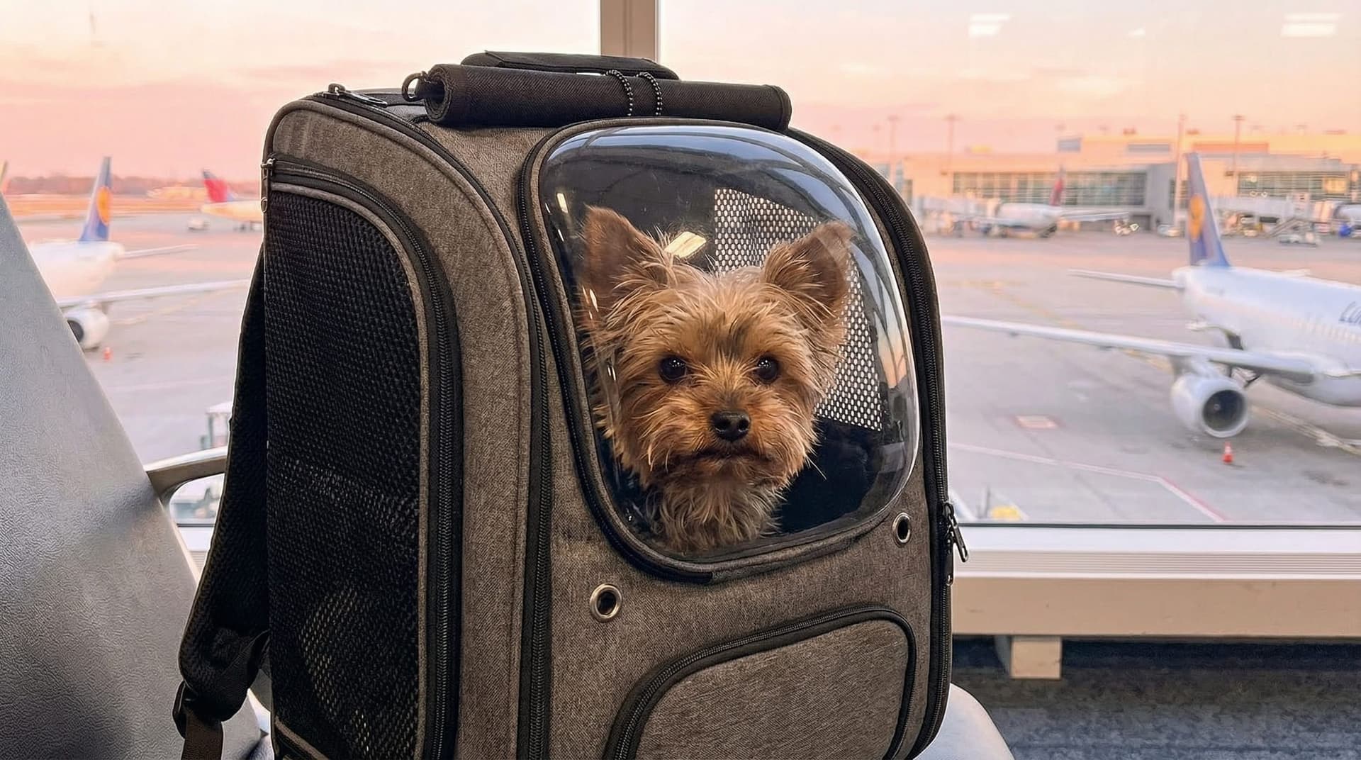 Viajar en avión con mascotas: requisitos y consejos 2026