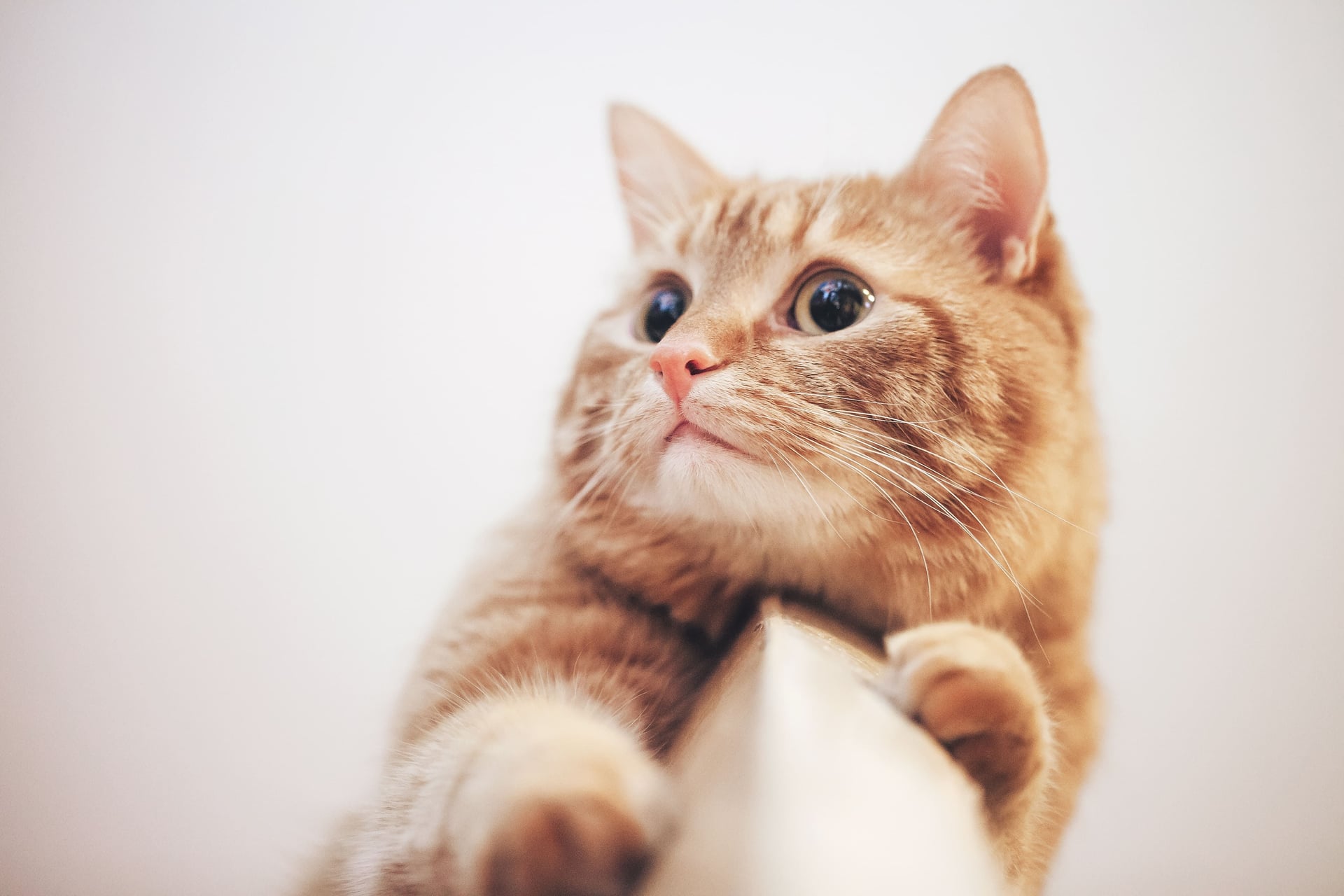 ¿Deben los gatos salir de casa?